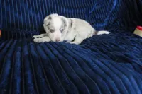 Nikita, a male Border Collie for sale in Granville Summit, PA – Photo 2 of 3