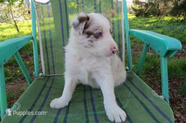 Nikita – Border Collie puppy for sale in Granville Summit, PA