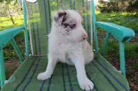 Nikita, a male Border Collie for sale in Granville Summit, PA – 2 of 7