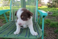 Dimitri, a male Border Collie for sale in Granville Summit, PA – 4 of 6