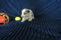 Galia, a female Border Collie for sale in Granville Summit, PA – Photo 4 of 4