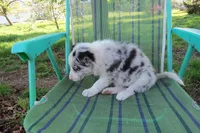 Galia, a female Border Collie for sale in Granville Summit, PA – 4 of 8