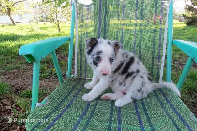 Galia – Border Collie puppy for sale in Granville Summit, PA