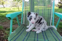 Galia, a female Border Collie for sale in Granville Summit, PA – 2 of 8