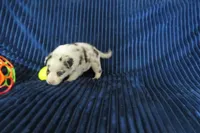 Galia, a female Border Collie for sale in Granville Summit, PA – Photo 3 of 4