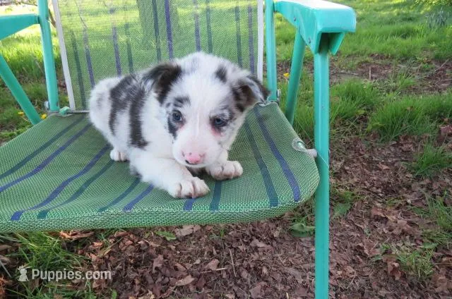 Galia – Border Collie puppy for sale in Granville Summit, PA