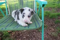 Galia, a female Border Collie for sale in Granville Summit, PA – 1 of 8