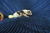 Galia, a female Border Collie for sale in Granville Summit, PA – Photo 2 of 4