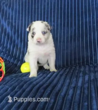 Galia – Border Collie puppy for sale in Granville Summit, PA