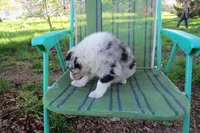 Yuri, a male Border Collie for sale in Granville Summit, PA – 5 of 5