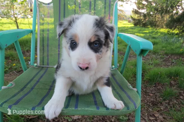 Yuri – Border Collie puppy for sale in Granville Summit, PA