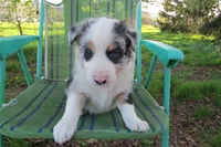 Yuri, a male Border Collie for sale in Granville Summit, PA – 1 of 5