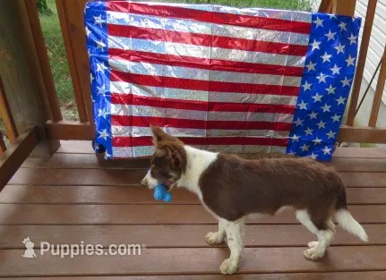 Frankie – Border Collie puppy for sale in Granville Summit, PA