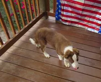 Fedor, a male Border Collie for sale in Granville Summit, PA – 3 of 8