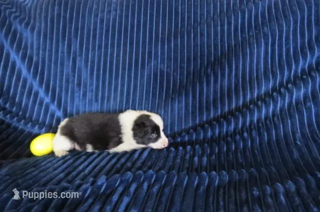 Laika – Border Collie puppy for sale in Granville Summit, PA