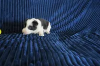 Laika, a female Border Collie for sale in Granville Summit, PA – Photo 2 of 4