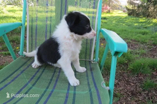 Laika – Border Collie puppy for sale in Granville Summit, PA