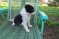 Laika, a female Border Collie for sale in Granville Summit, PA – 1 of 7
