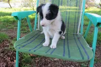 Laika, a female Border Collie for sale in Granville Summit, PA – 2 of 7