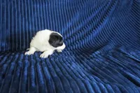 Laika, a female Border Collie for sale in Granville Summit, PA – Photo 3 of 4