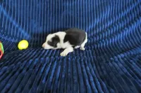 Laika, a female Border Collie for sale in Granville Summit, PA – Photo 4 of 4