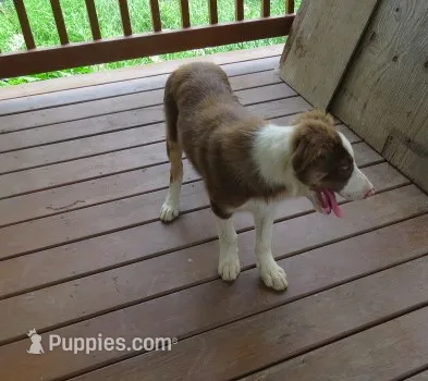 Fedor – Border Collie puppy for sale in Granville Summit, PA