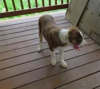 Fedor, a male Border Collie for sale in Granville Summit, PA – 1 of 8