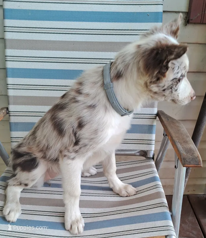 Nina  – Border Collie puppy for sale in Granville Summit, PA