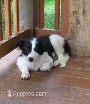 Laika – Border Collie puppy for sale in Granville Summit, PA