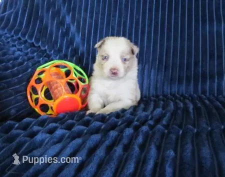 Nina – Border Collie puppy for sale in Granville Summit, PA