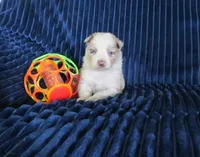 Nina, a female Border Collie for sale in Granville Summit, PA – Photo 7 of 8