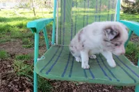 Nina, a female Border Collie for sale in Granville Summit, PA – Photo 2 of 8