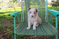 Nina, a female Border Collie for sale in Granville Summit, PA – Photo 1 of 8