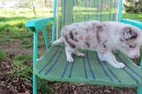 Nina, a female Border Collie for sale in Granville Summit, PA – Photo 6 of 8