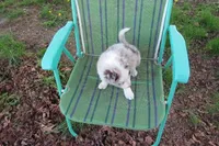 Nina, a female Border Collie for sale in Granville Summit, PA – Photo 4 of 8
