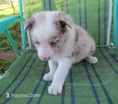 Nina – Border Collie puppy for sale in Granville Summit, PA