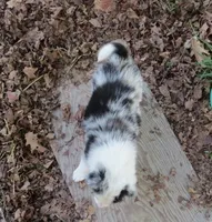 Yuri, a male Border Collie for sale in Granville Summit, PA – 4 of 5