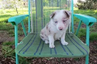 Nina , a female Border Collie for sale in Granville Summit, PA – 2 of 2