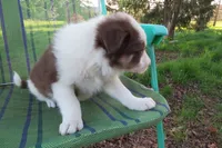 Dimitri, a male Border Collie for sale in Granville Summit, PA – 2 of 6