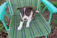 Frankie, a male Border Collie for sale in Granville Summit, PA – Photo 3 of 5