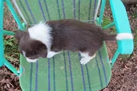 Frankie, a male Border Collie for sale in Granville Summit, PA – Photo 4 of 5