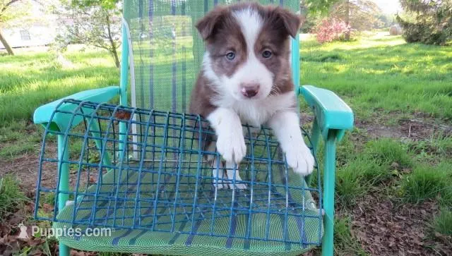 Frankie – Border Collie puppy for sale in Granville Summit, PA