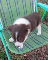 Frankie, a male Border Collie for sale in Granville Summit, PA – Photo 5 of 5