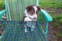 Frankie, a male Border Collie for sale in Granville Summit, PA – Photo 2 of 5