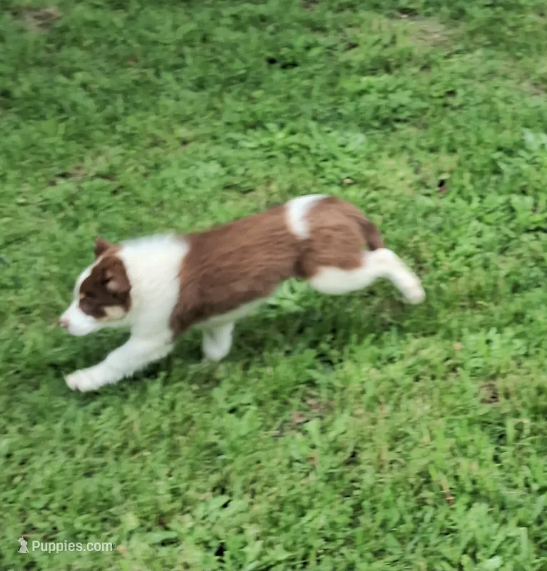 Dimitri – Border Collie puppy for sale in Granville Summit, PA