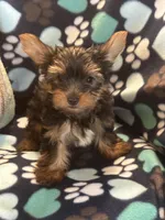 Peter, a male Yorkshire Terrier for sale in North Port, FL – 2 of 7