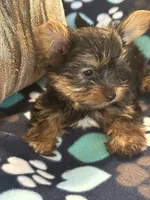 Greg, a male Yorkshire Terrier for sale in North Port, FL – 5 of 6
