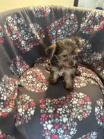 Marcia, a female Yorkshire Terrier for sale in North Port, FL – 4 of 5
