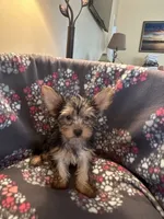 Jan, a female Yorkshire Terrier for sale in North Port, FL – 2 of 4