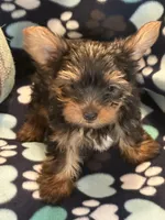 Peter, a male Yorkshire Terrier for sale in North Port, FL – 4 of 7